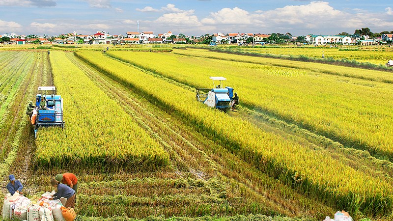 Nông nghiệp Thừa Thiên Huế hướng đến xây dựng các vùng sản xuất